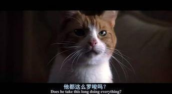 猫电影,猫界传奇电影深度解析